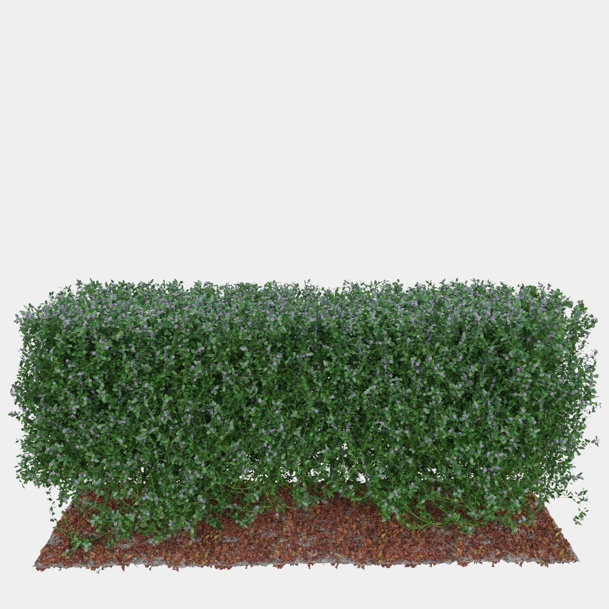 Buxus the long bush in the shape of cube 3D model_8
