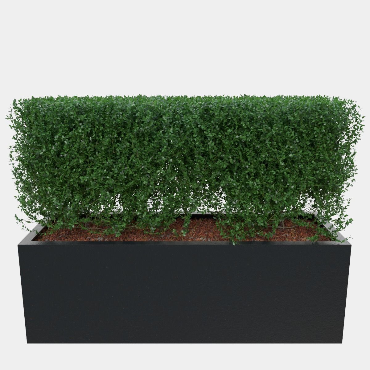 Buxus the long bush in the shape of cube 3D model_3