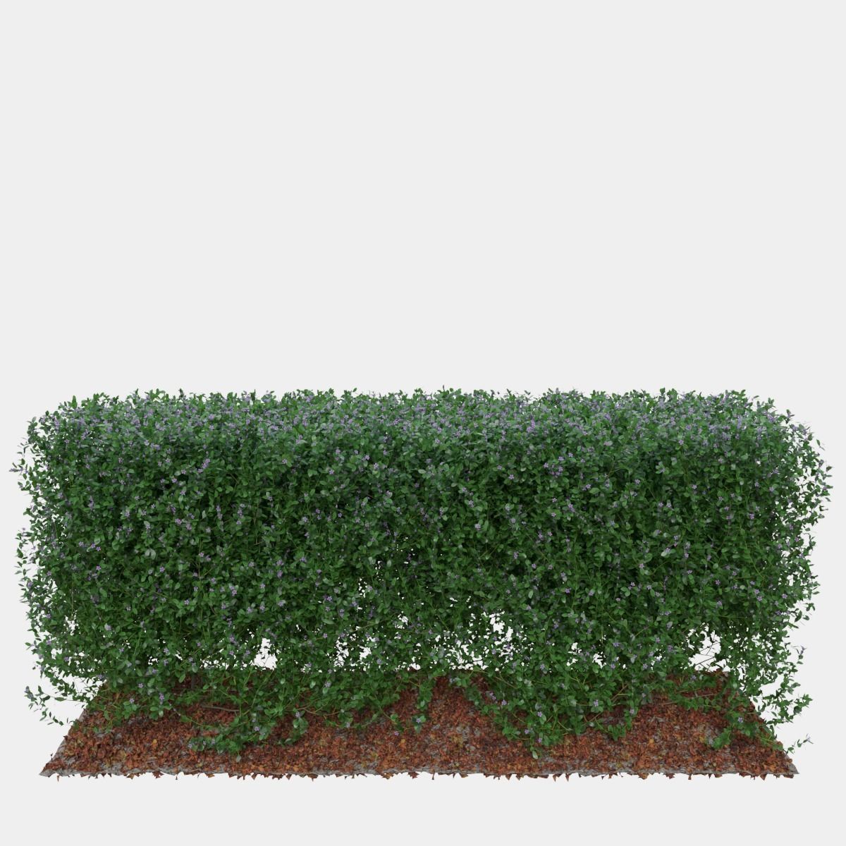 Buxus the long bush in the shape of cube 3D model_7