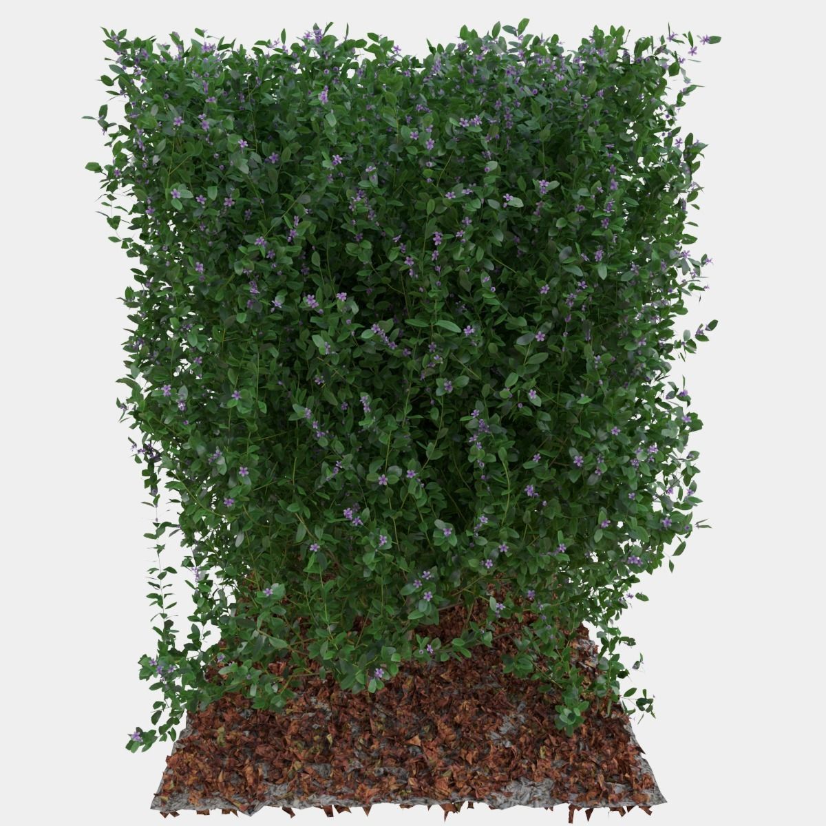 Buxus the long bush in the shape of cube 3D model_10