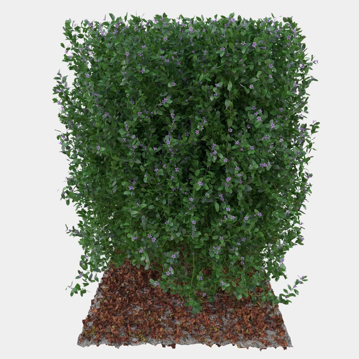 Buxus the long bush in the shape of cube 3D model_9