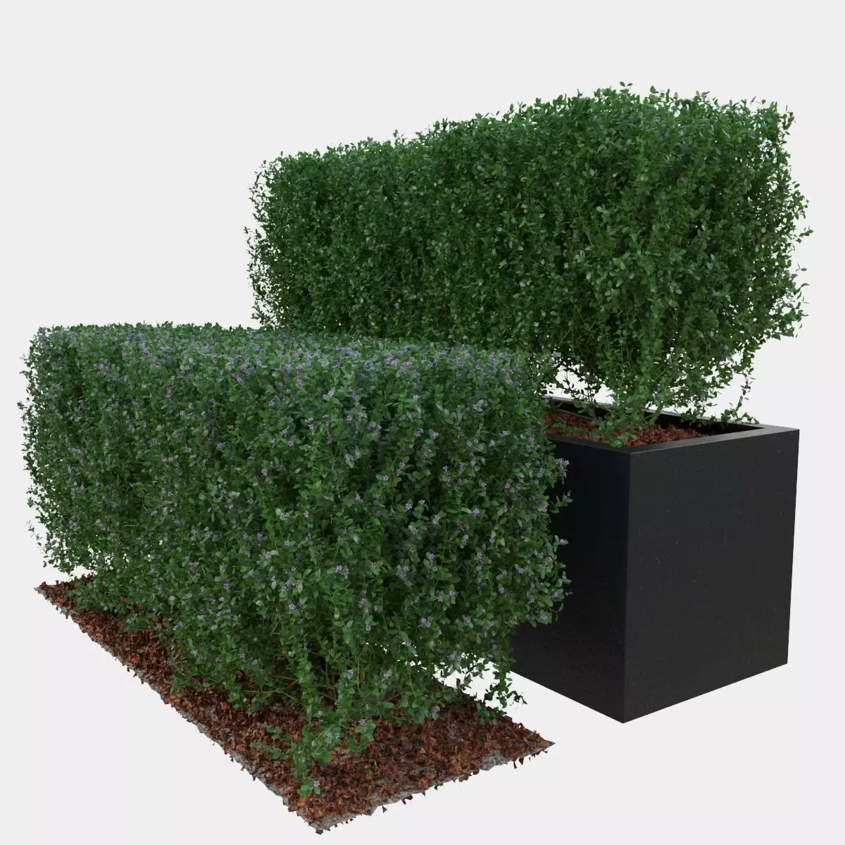 Buxus the long bush in the shape of cube 3D model_0