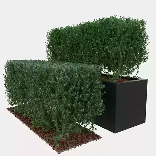 Buxus the long bush in the shape of cube 3D model