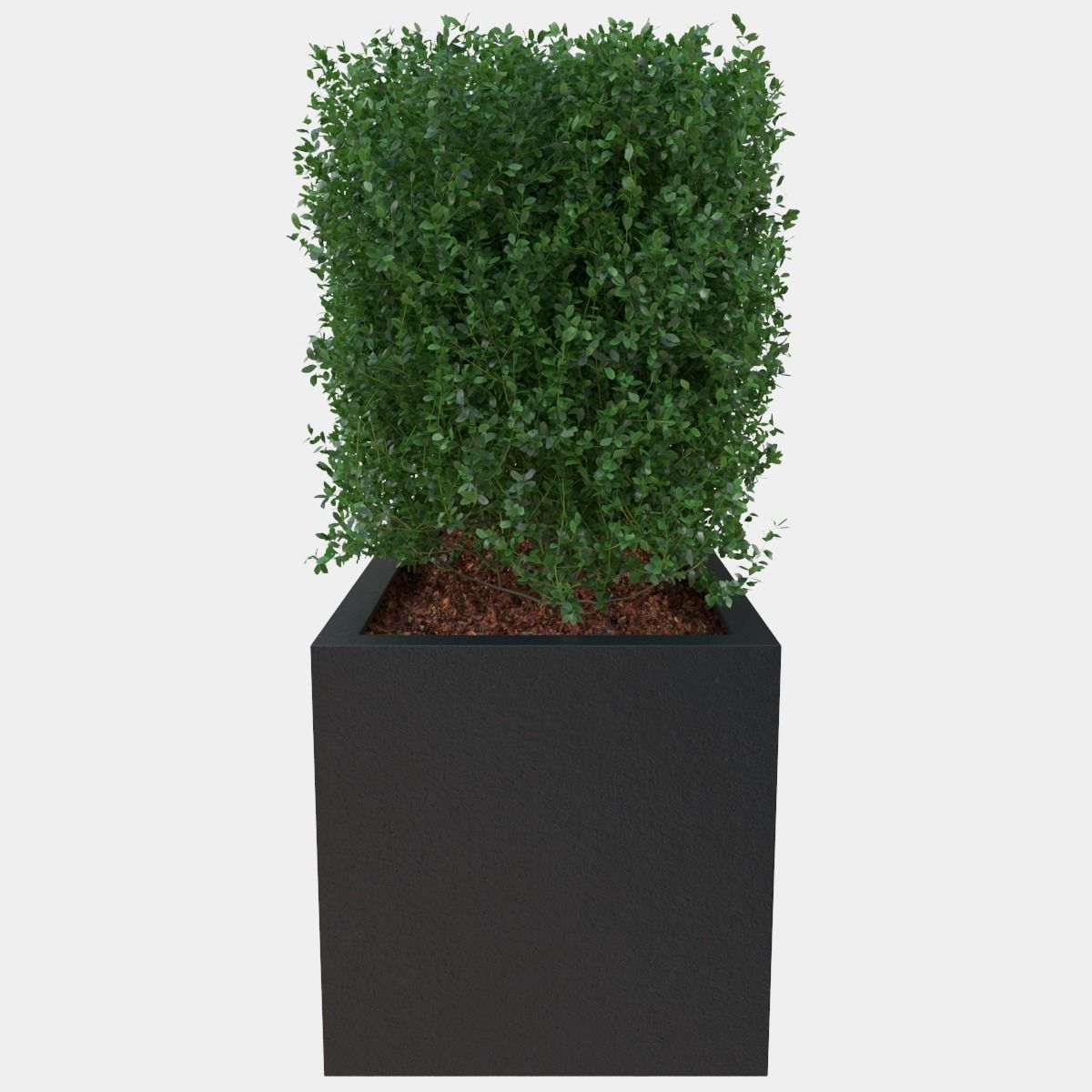 Buxus the long bush in the shape of cube 3D model_4