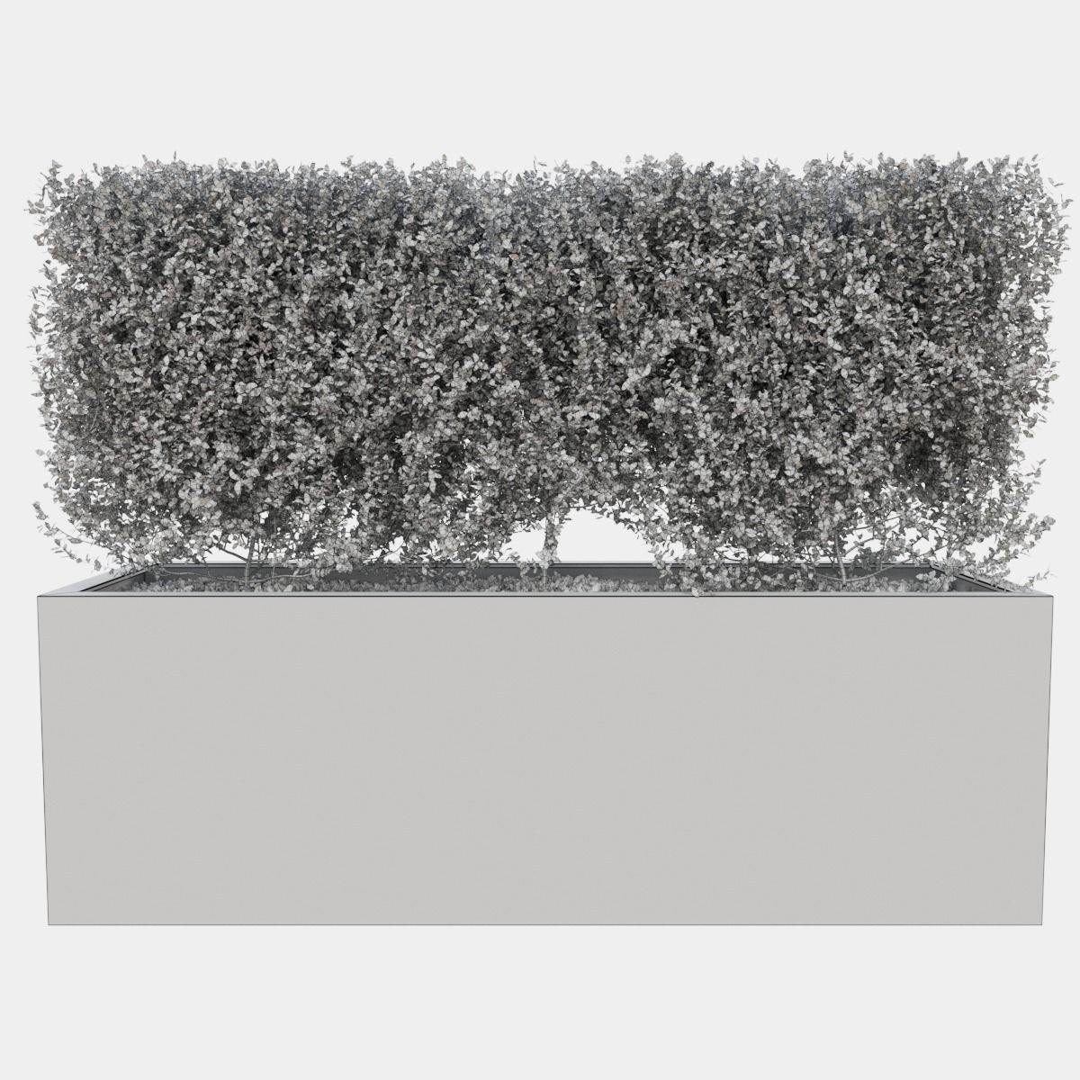 Buxus the long bush in the shape of cube 3D model_17