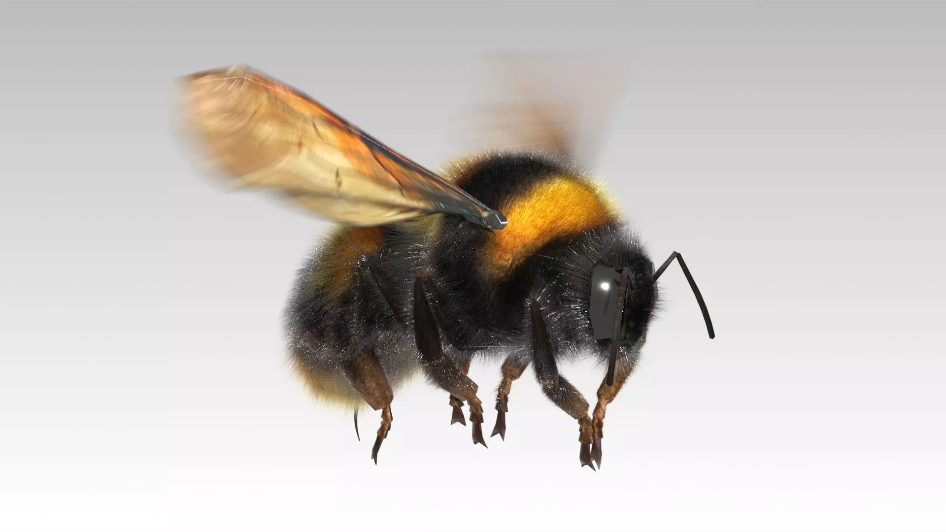 Bumblebee with wings Low-poly 3D model_0