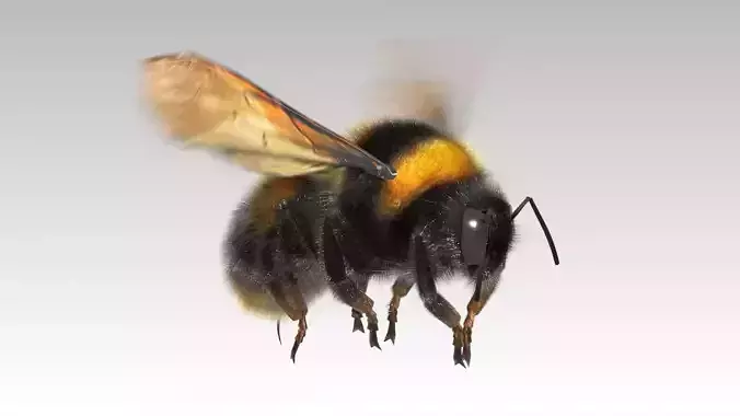 Bumblebee with wings Low-poly 3D model