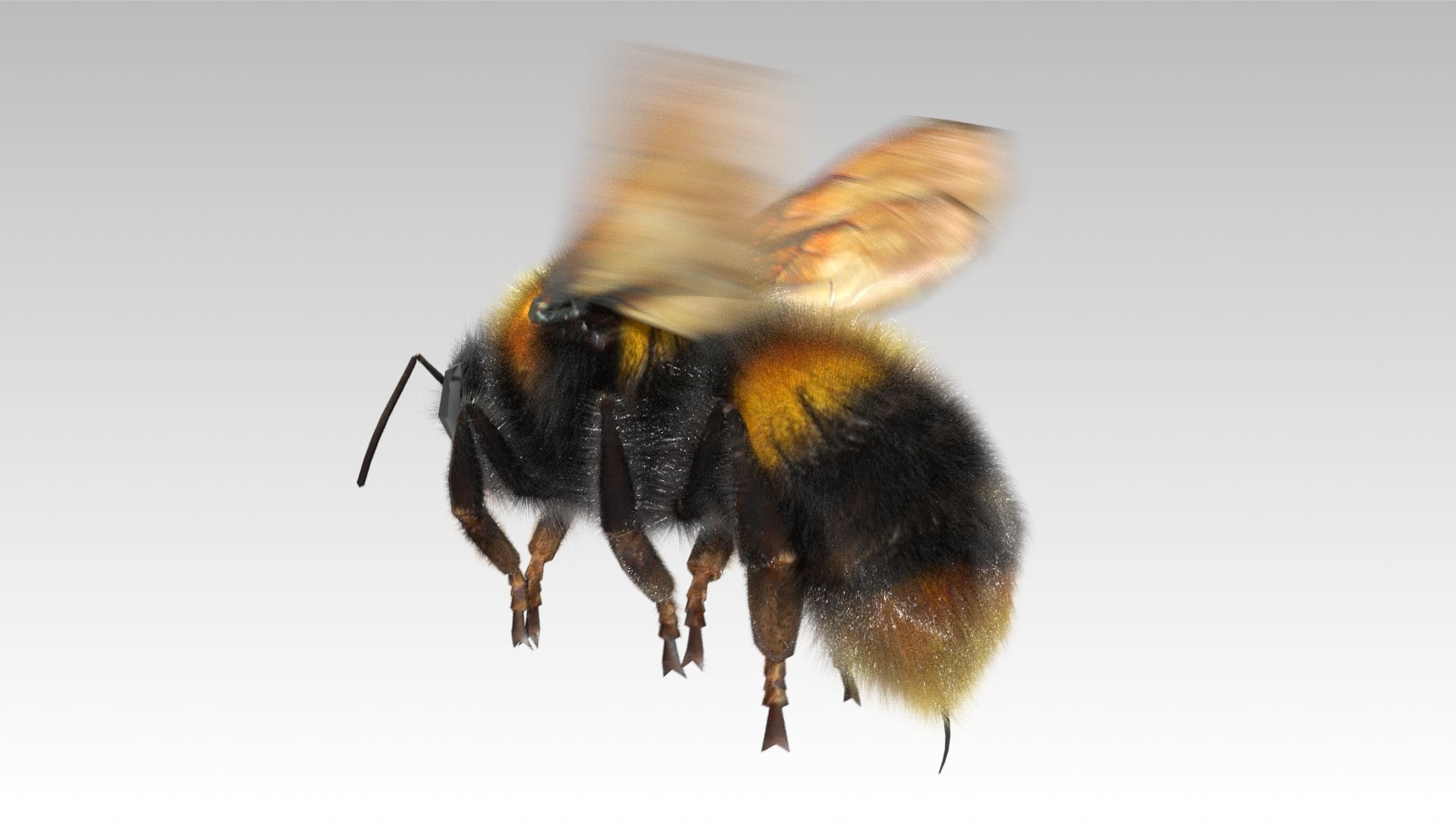 Bumblebee with wings Low-poly 3D model_2