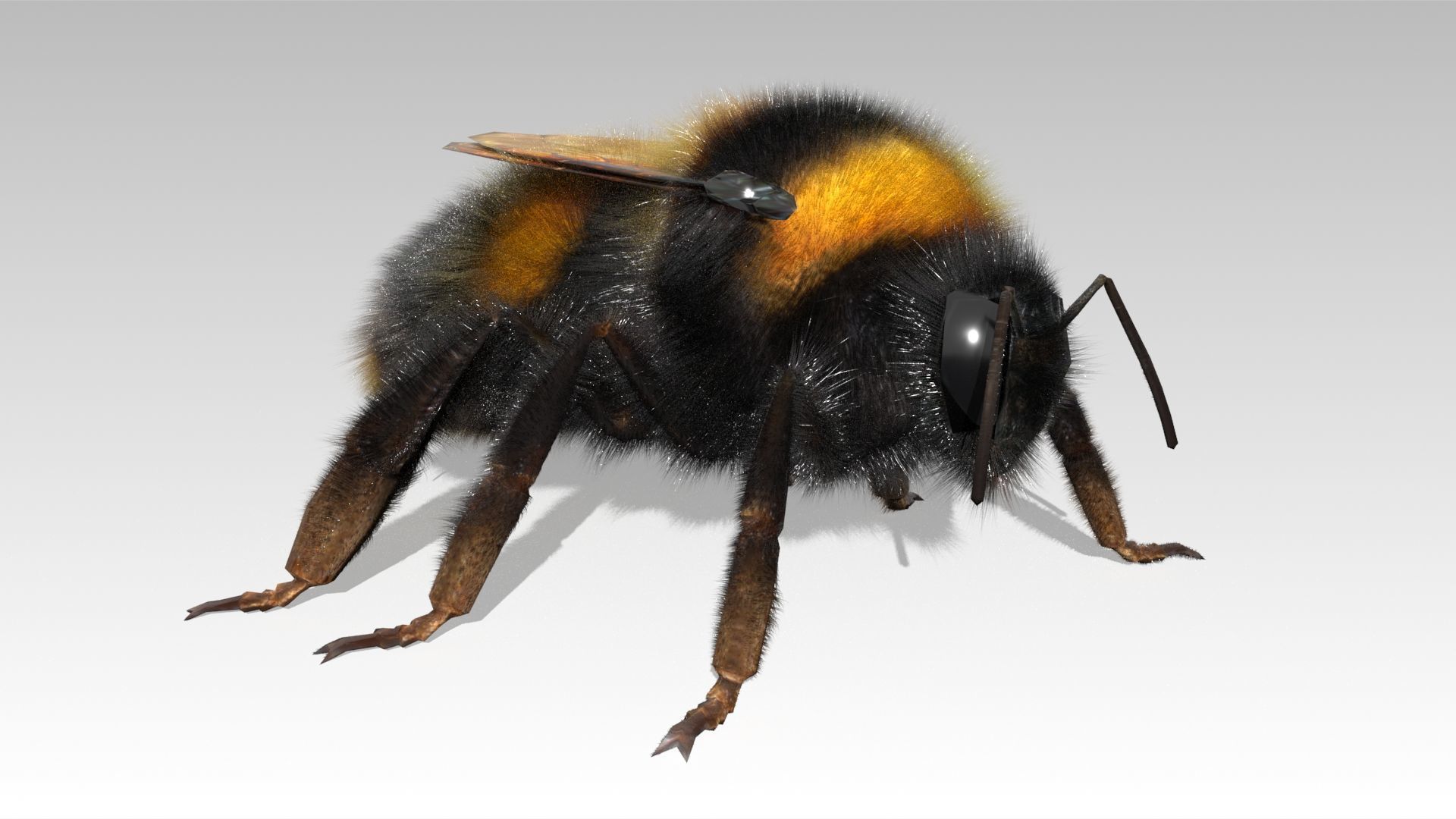 Bumblebee with wings Low-poly 3D model_6