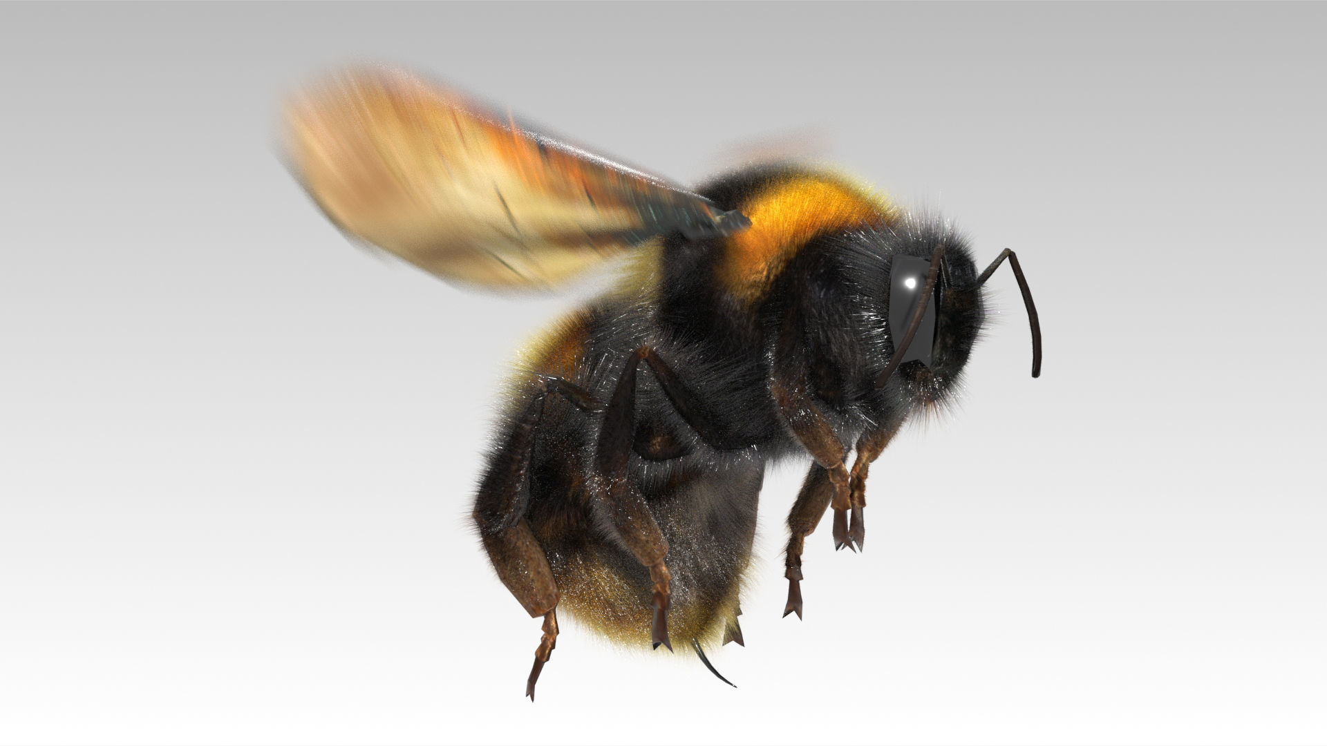 Bumblebee with wings Low-poly 3D model_3