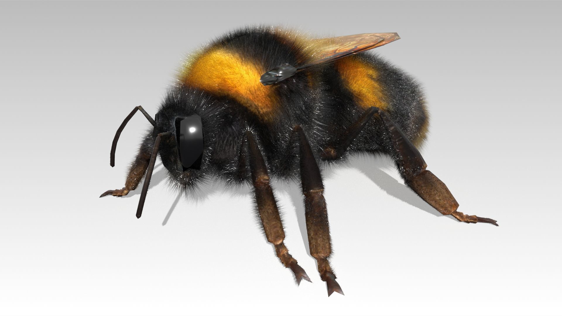 Bumblebee with wings Low-poly 3D model_7