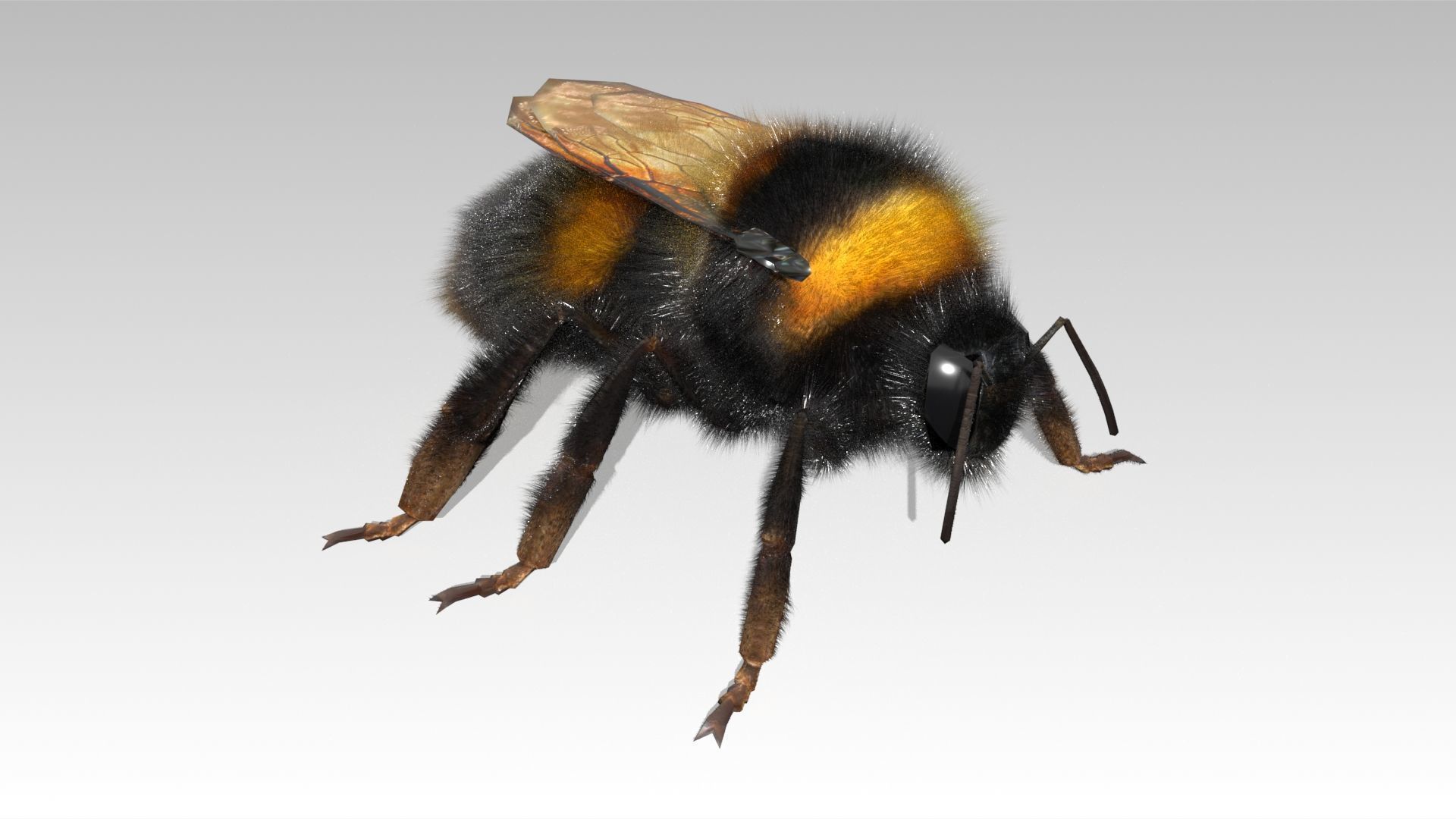 Bumblebee with wings Low-poly 3D model_5