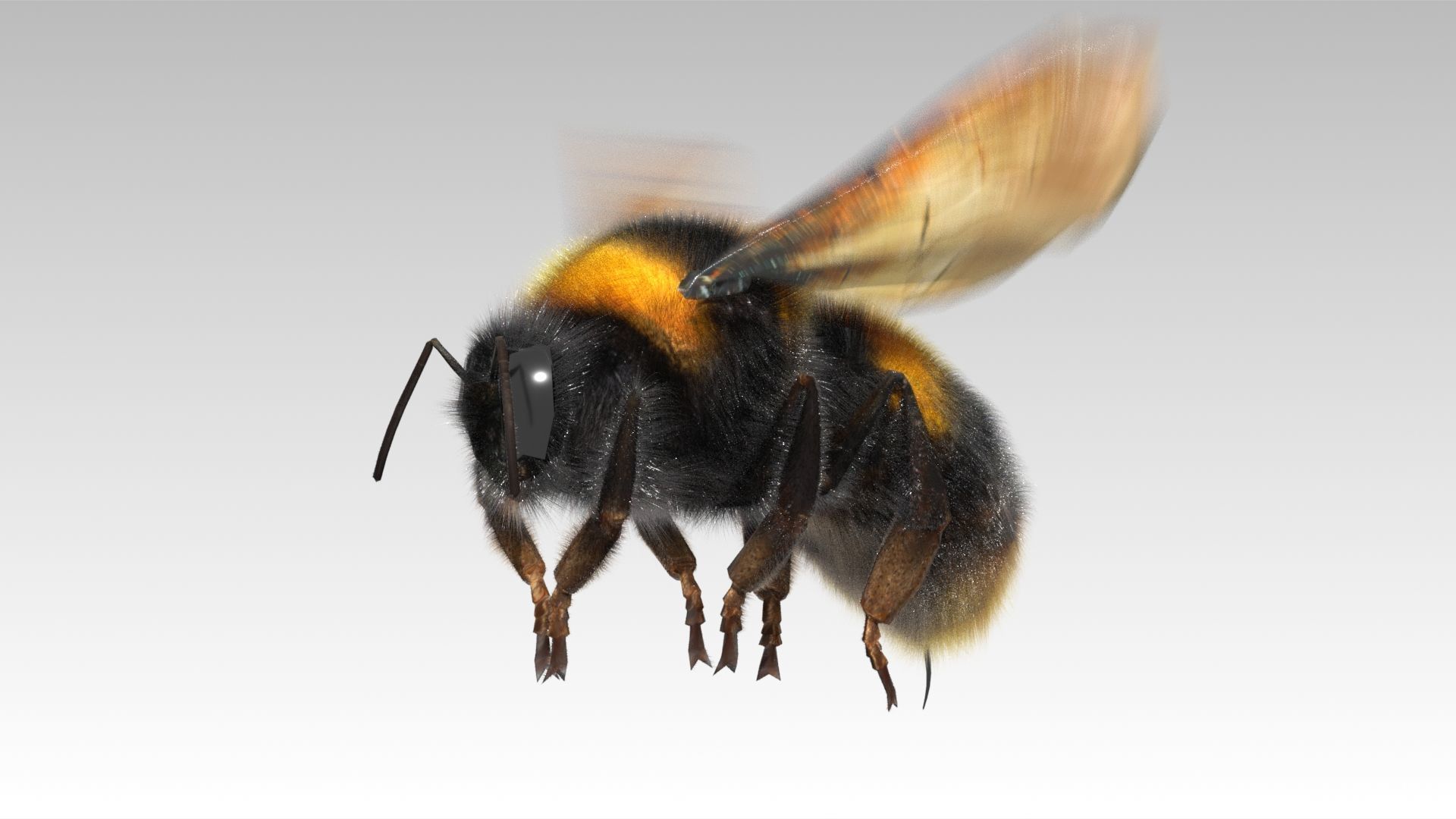 Bumblebee with wings Low-poly 3D model_4