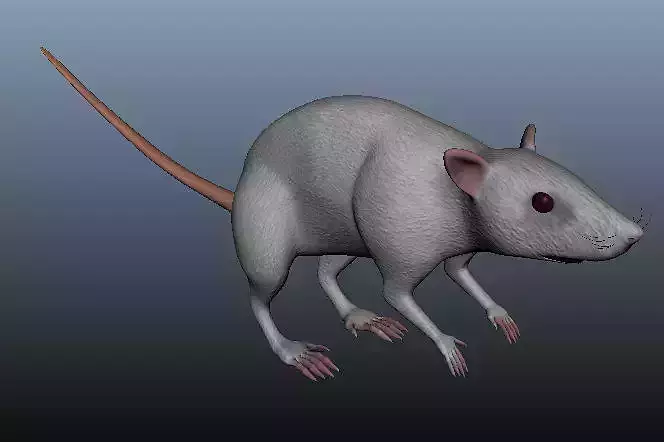 Mouse 3D Model rat Low-poly 3D model