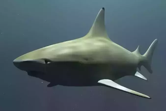 Black Tip Reef Shark 3D model