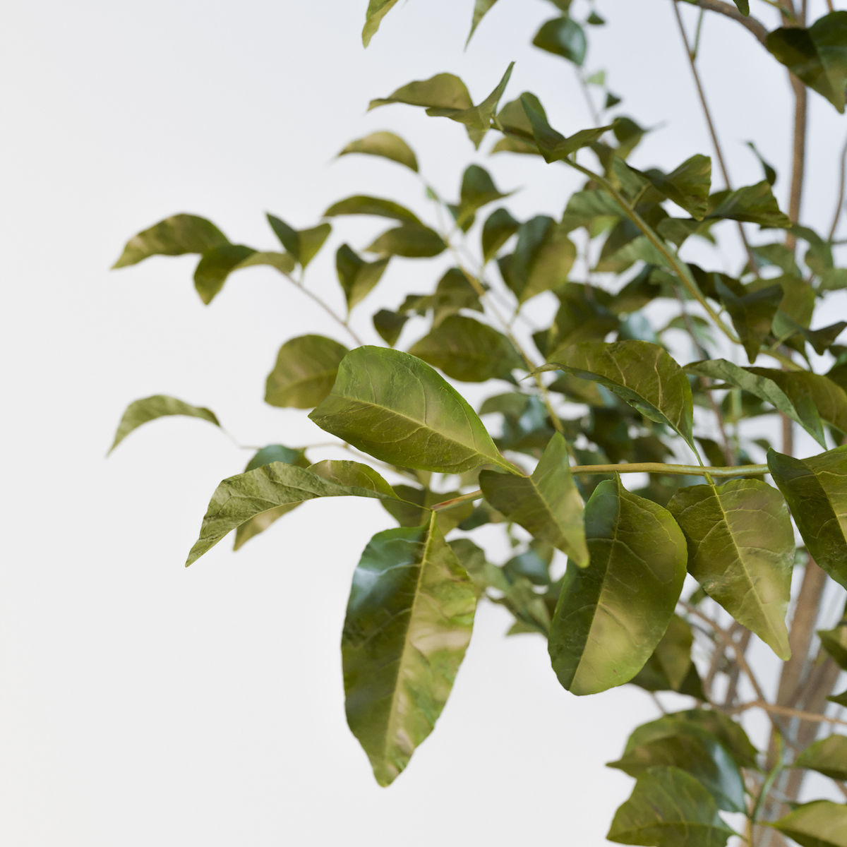 Fraxinus griffithii Tree 3D model_1