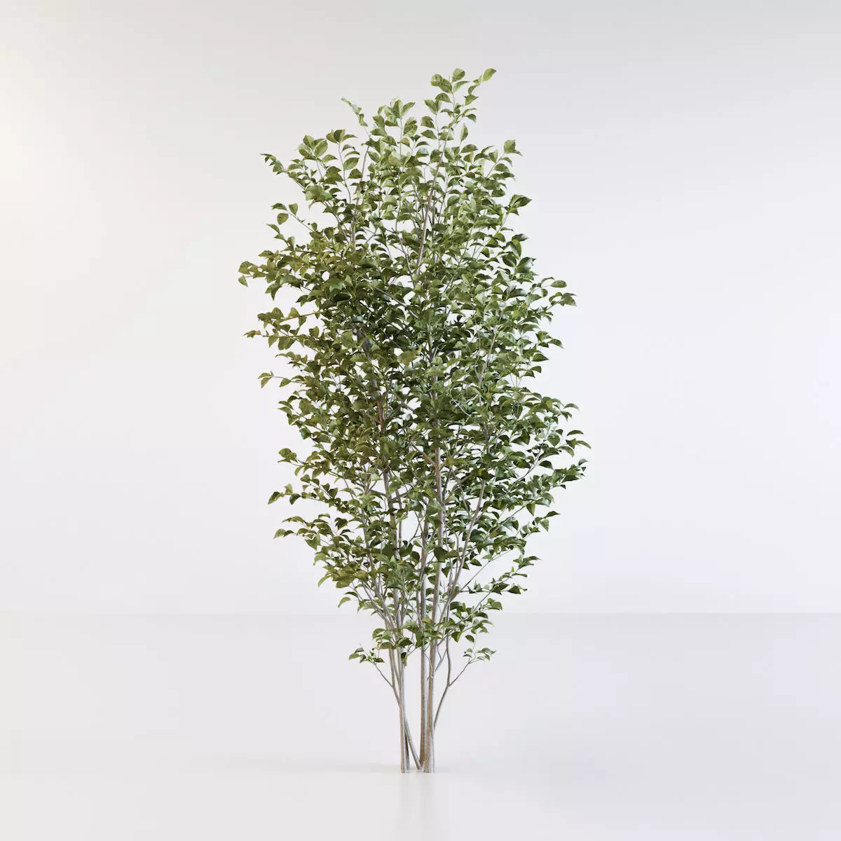Fraxinus griffithii Tree 3D model_0