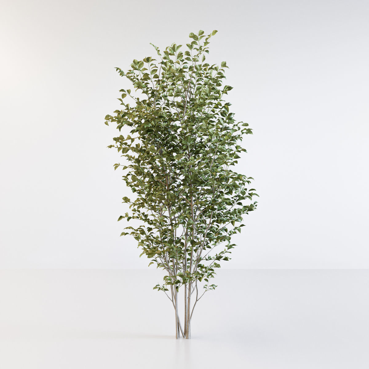 Fraxinus griffithii Tree