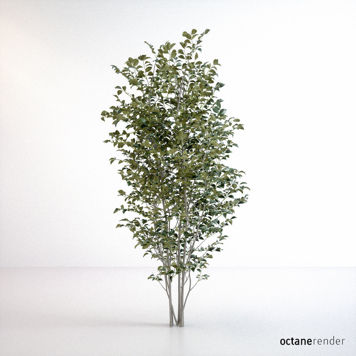 Fraxinus griffithii Tree 3D model_11