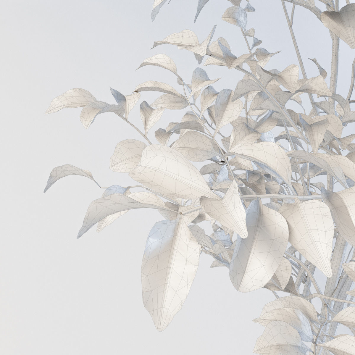 Fraxinus griffithii Tree 3D model_6