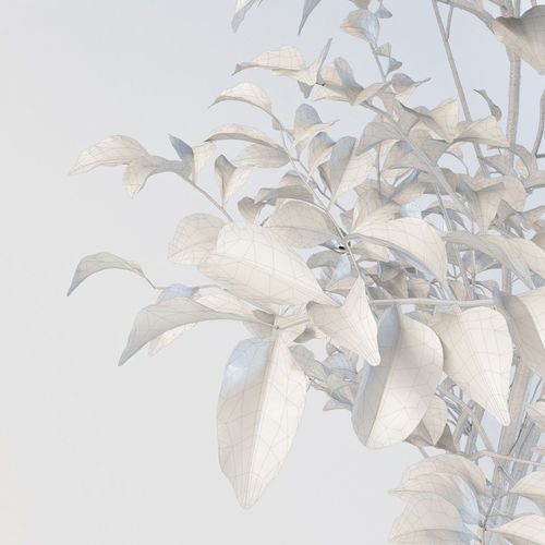 Fraxinus griffithii Tree 3D model 7