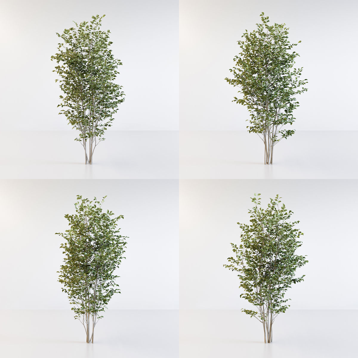 Fraxinus griffithii Tree 3D model_10