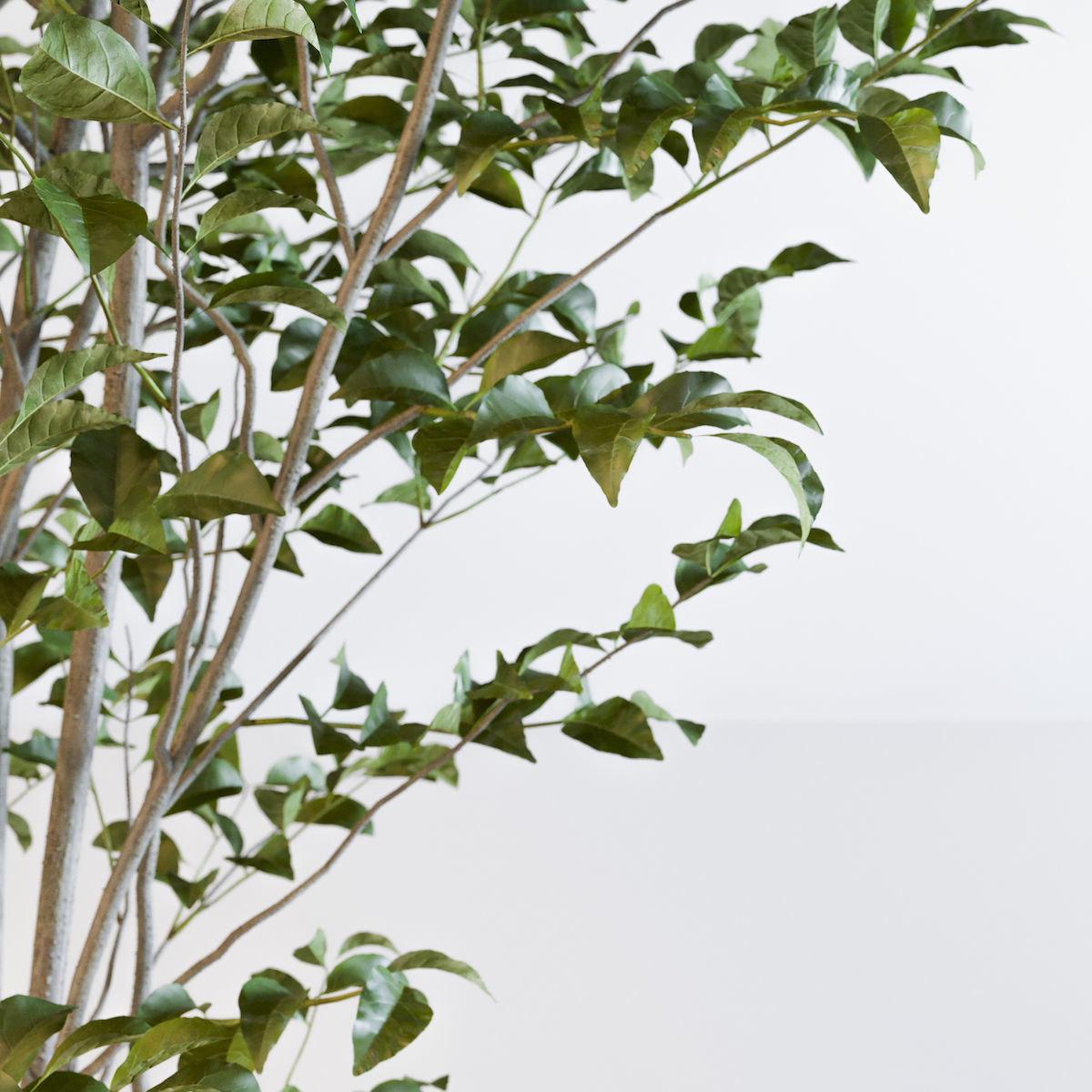 Fraxinus griffithii Tree 3D model_2