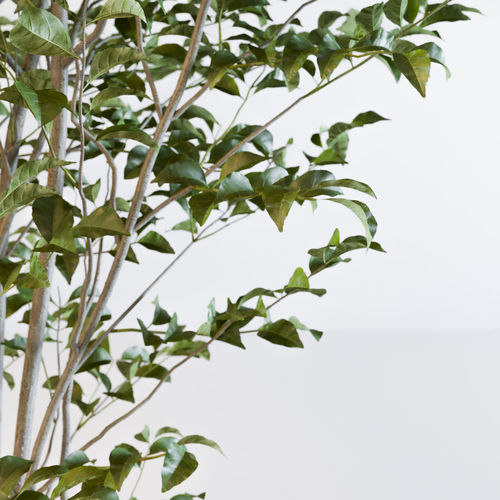 Fraxinus griffithii Tree 3D model 3