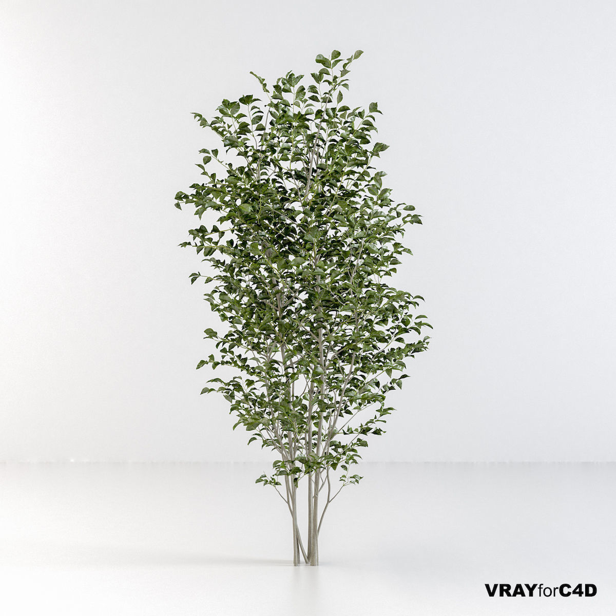 Fraxinus griffithii Tree 3D model_12