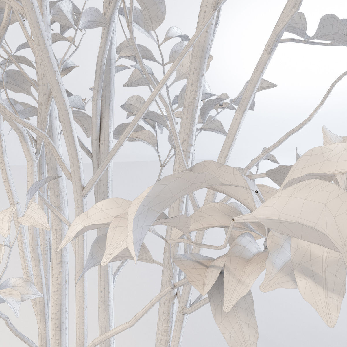 Fraxinus griffithii Tree 3D model_8