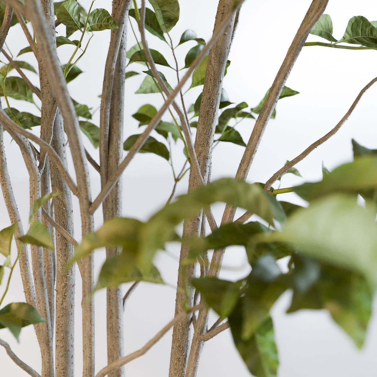 Fraxinus griffithii Tree 3D model_3