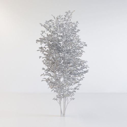 Fraxinus griffithii Tree 3D model 6