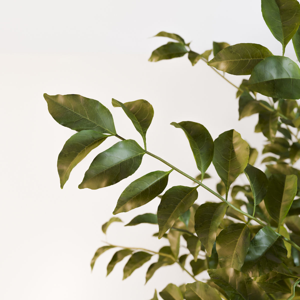 Fraxinus griffithii Tree 3D model_4