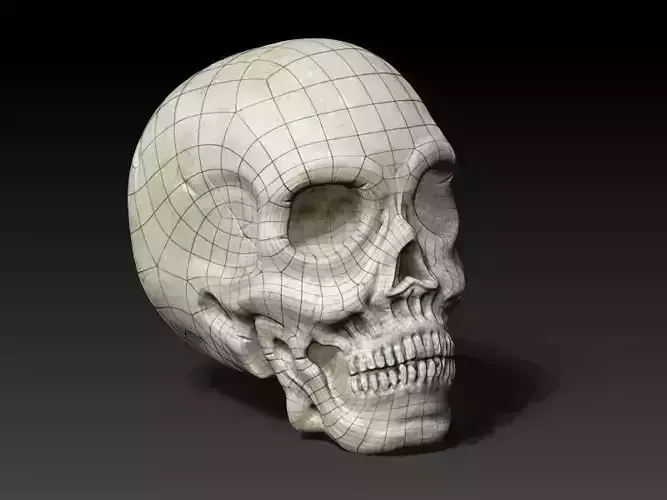 Human Skull Low-poly 3D model