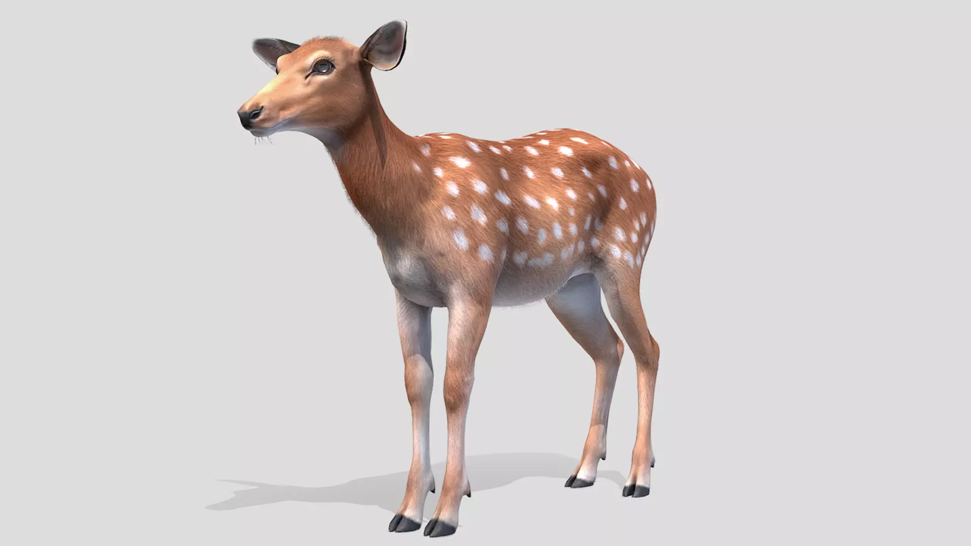 Deer - Doe Low-poly 3D model_0