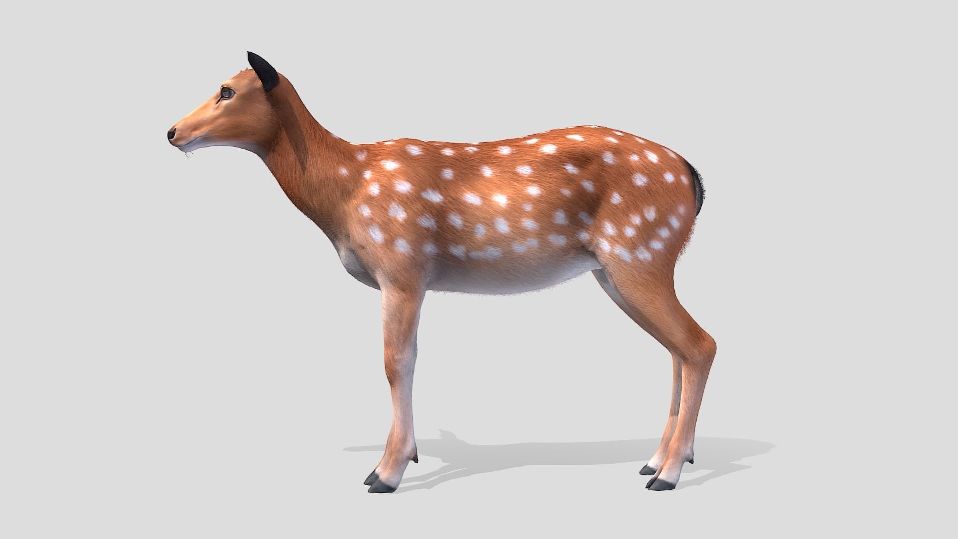 Deer - Doe Low-poly 3D model_1