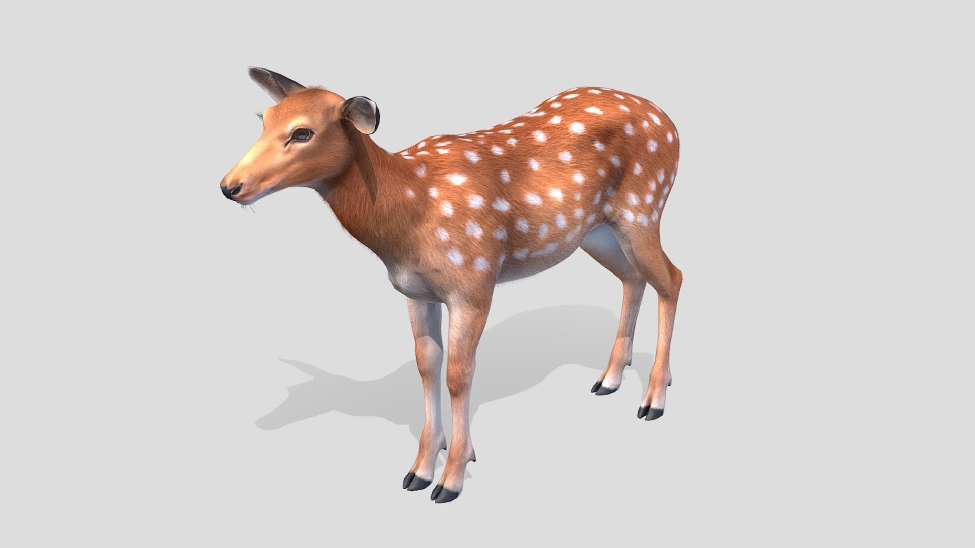 Deer - Doe Low-poly 3D model_3