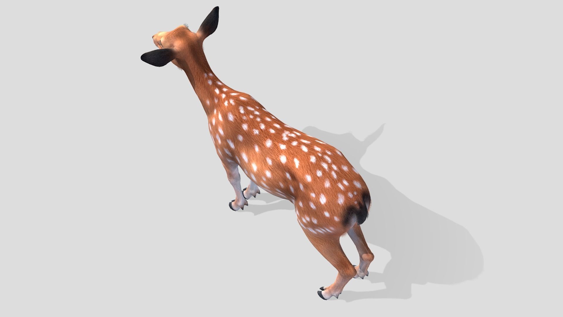 Deer - Doe Low-poly 3D model_5