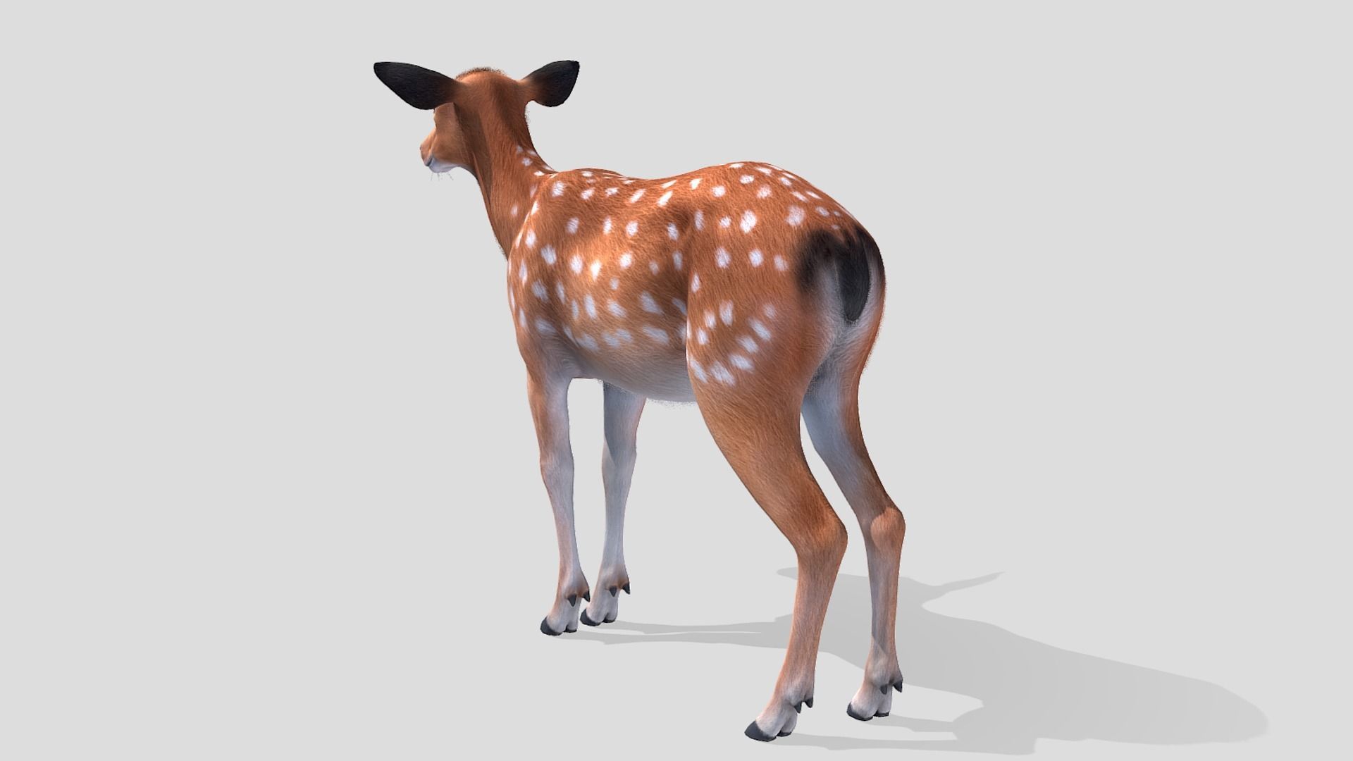 Deer - Doe Low-poly 3D model_4