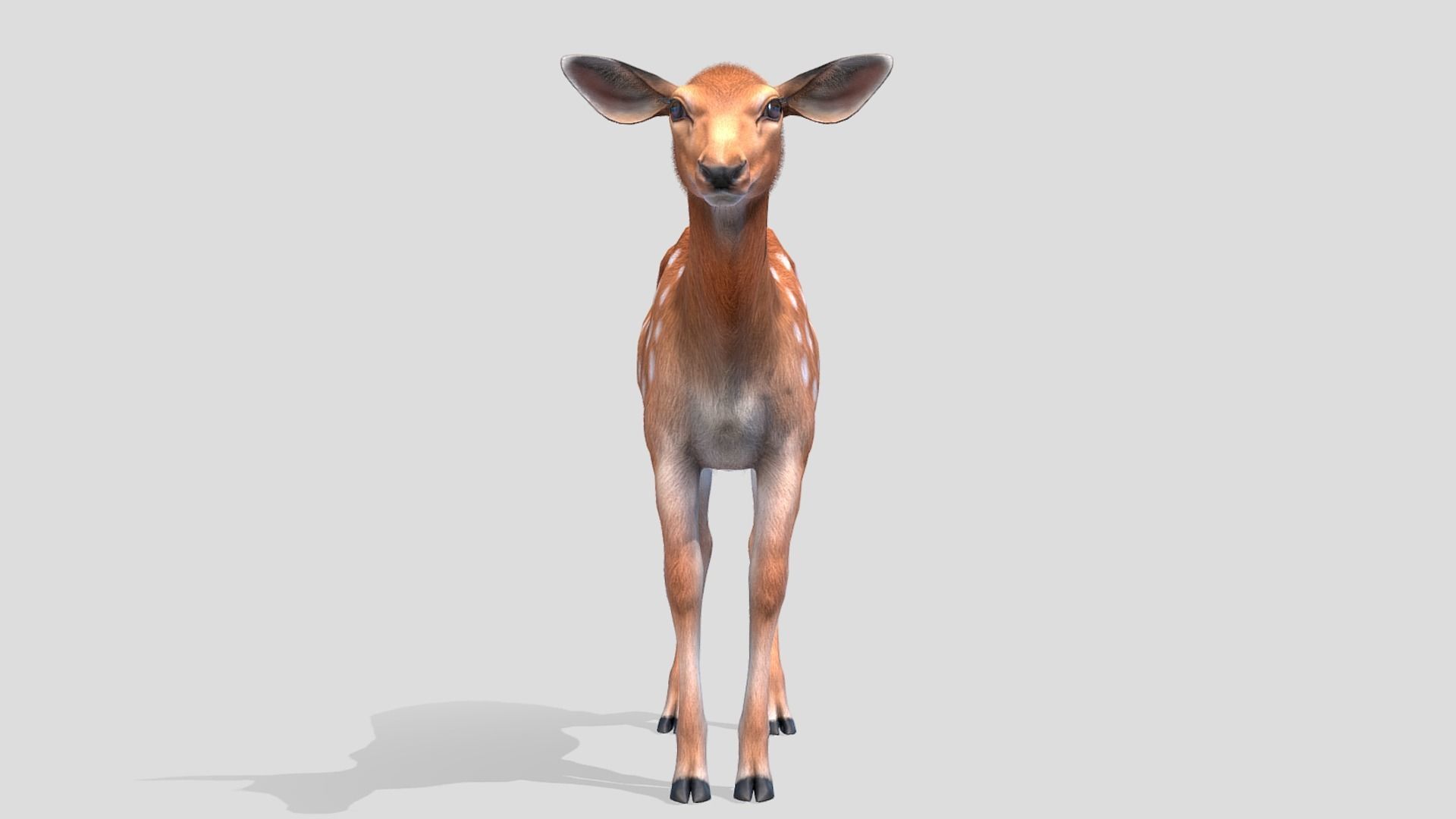 Deer - Doe Low-poly 3D model_2