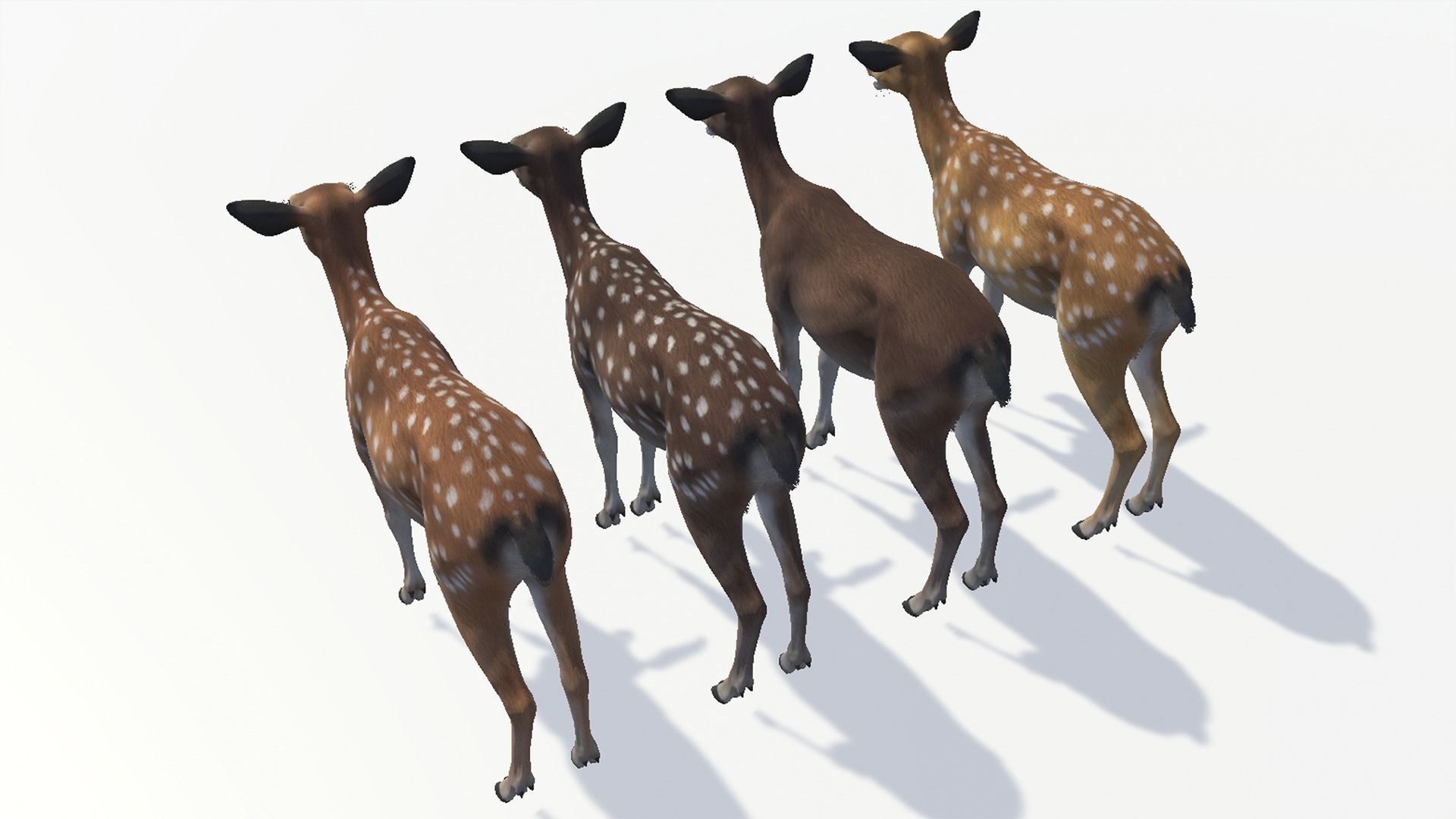Deer - Doe Low-poly 3D model_13