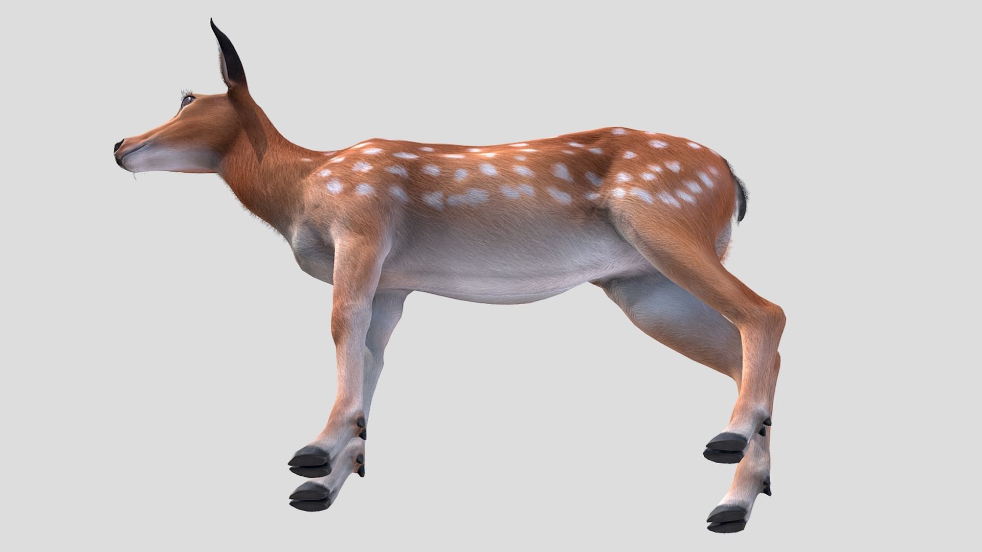Deer - Doe Low-poly 3D model_6