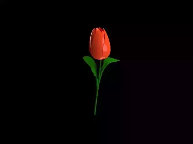 tulip flower