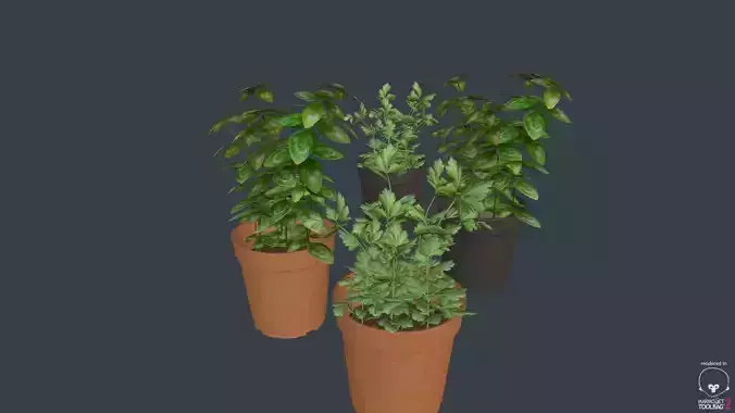Game Ready Herbs group of potted plants Low-poly 3D model