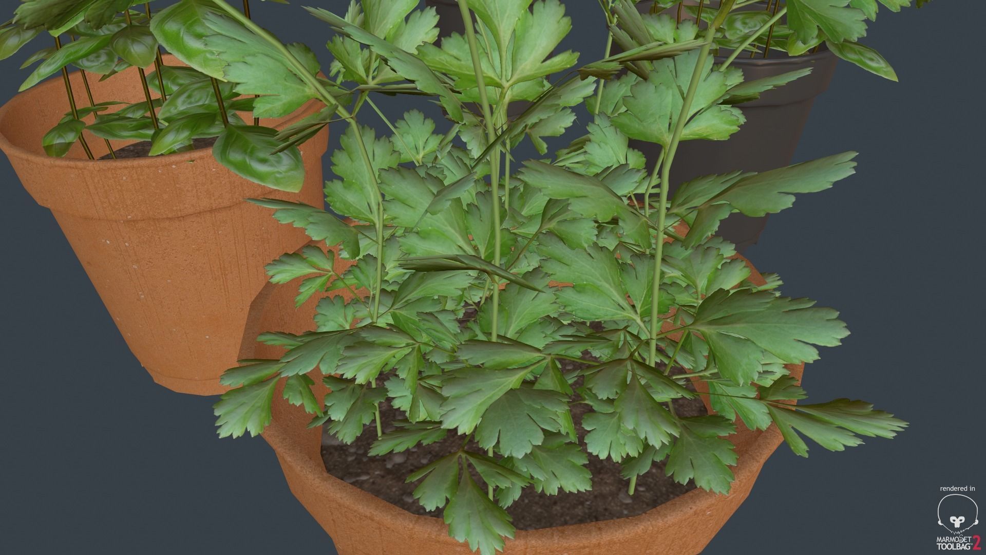 Game Ready Herbs group of potted plants Low-poly 3D model_2