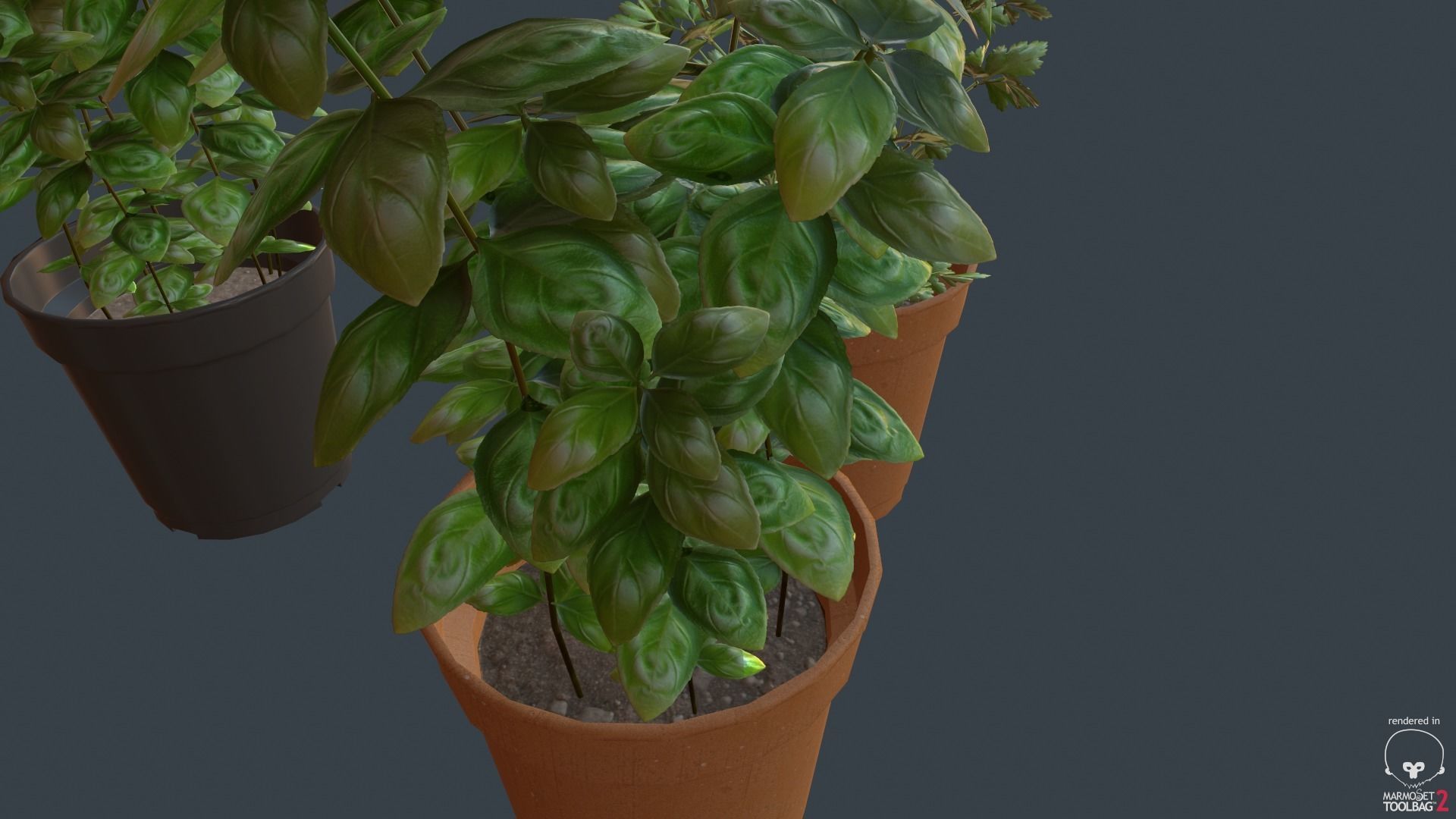 Game Ready Herbs group of potted plants Low-poly 3D model_1