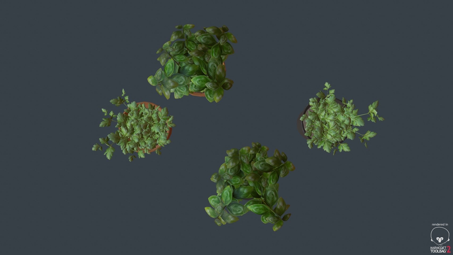 Game Ready Herbs group of potted plants Low-poly 3D model_9