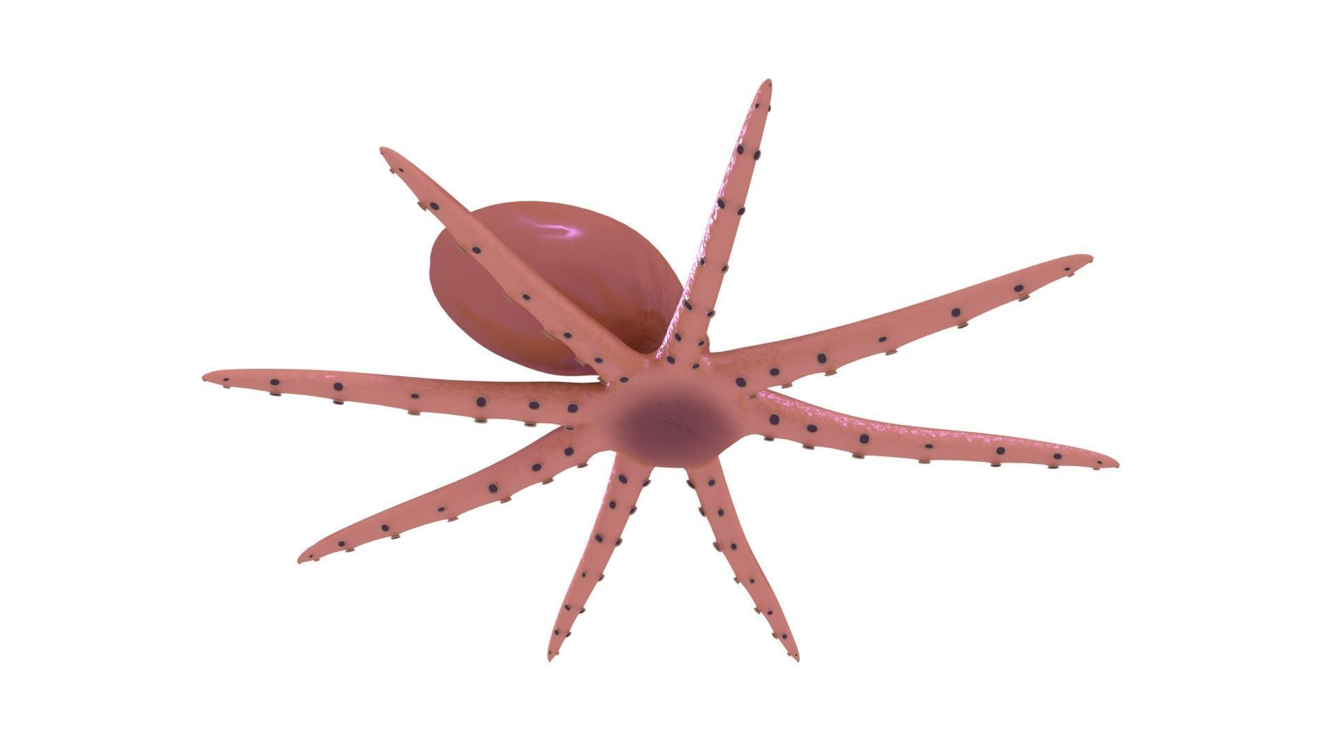 Octopus Rigged 3D model_4