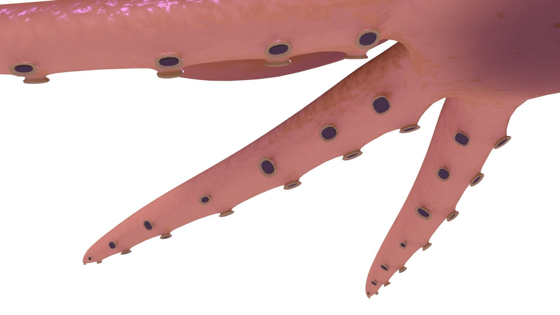 Octopus Rigged 3D model_7