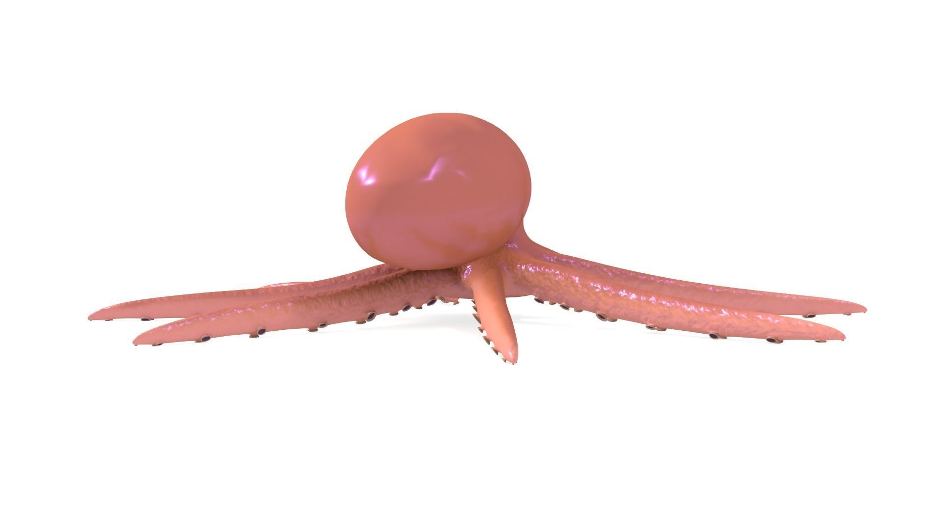 Octopus Rigged 3D model_3